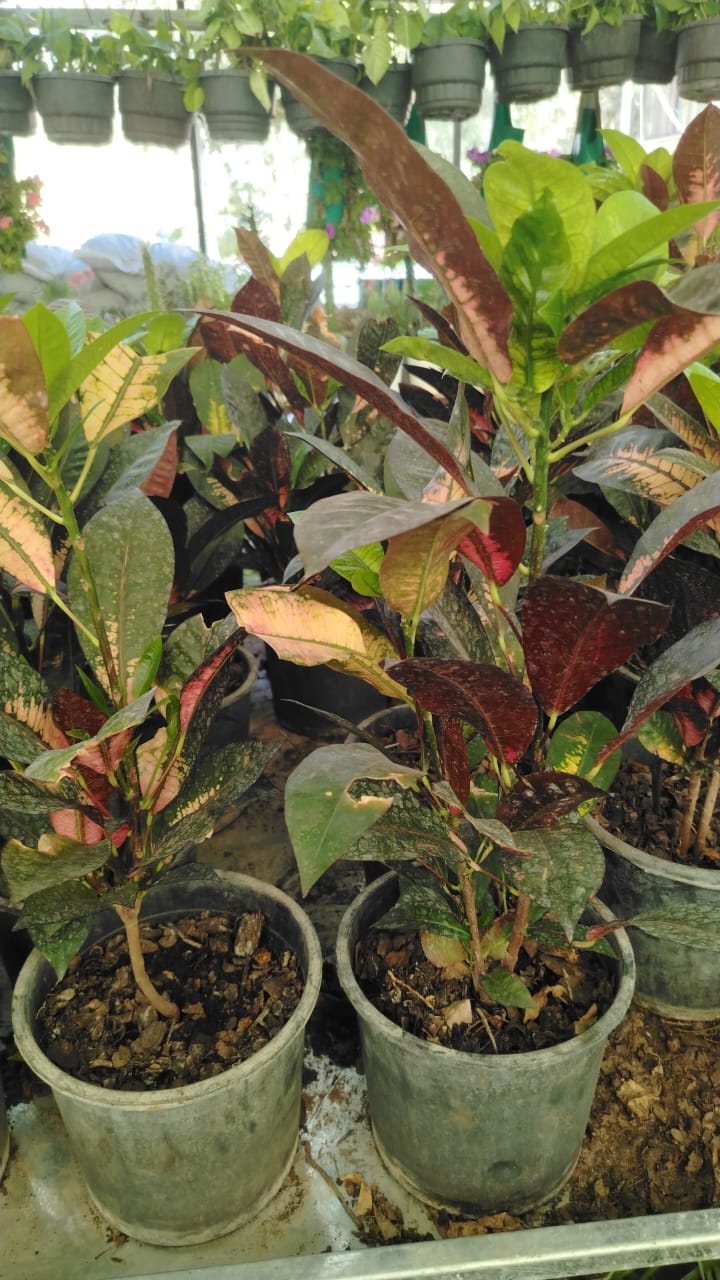 نبات الكرتون Codiaeum variegatum