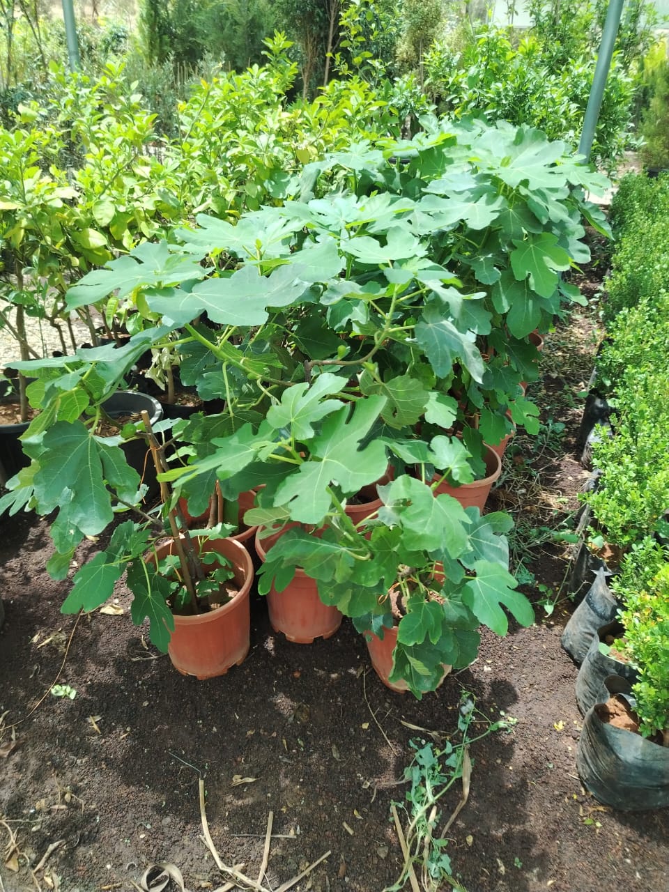 تين زراقي Ficus carica