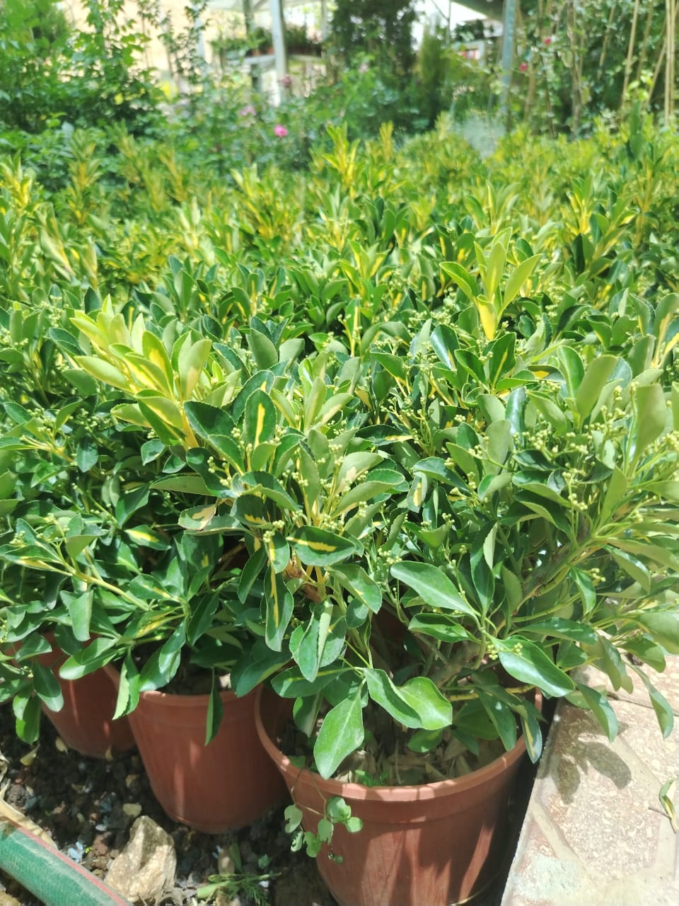  مرجان سياج Euonymus japonicus
