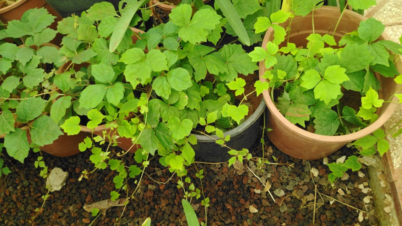 مخلب القط Uncaria tomentosa