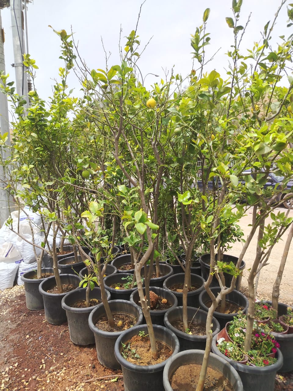 ليمون مكسيكي Citrus aurantiifolia