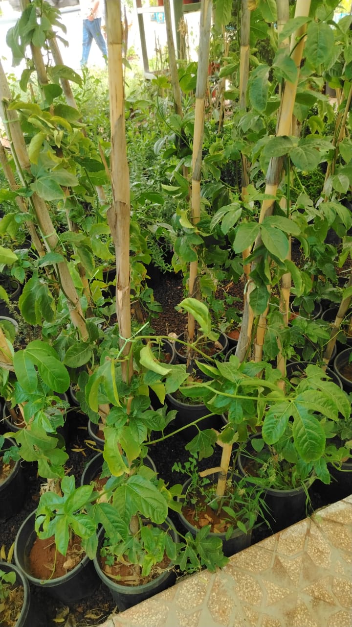 مس فلورا Passiflora edulis