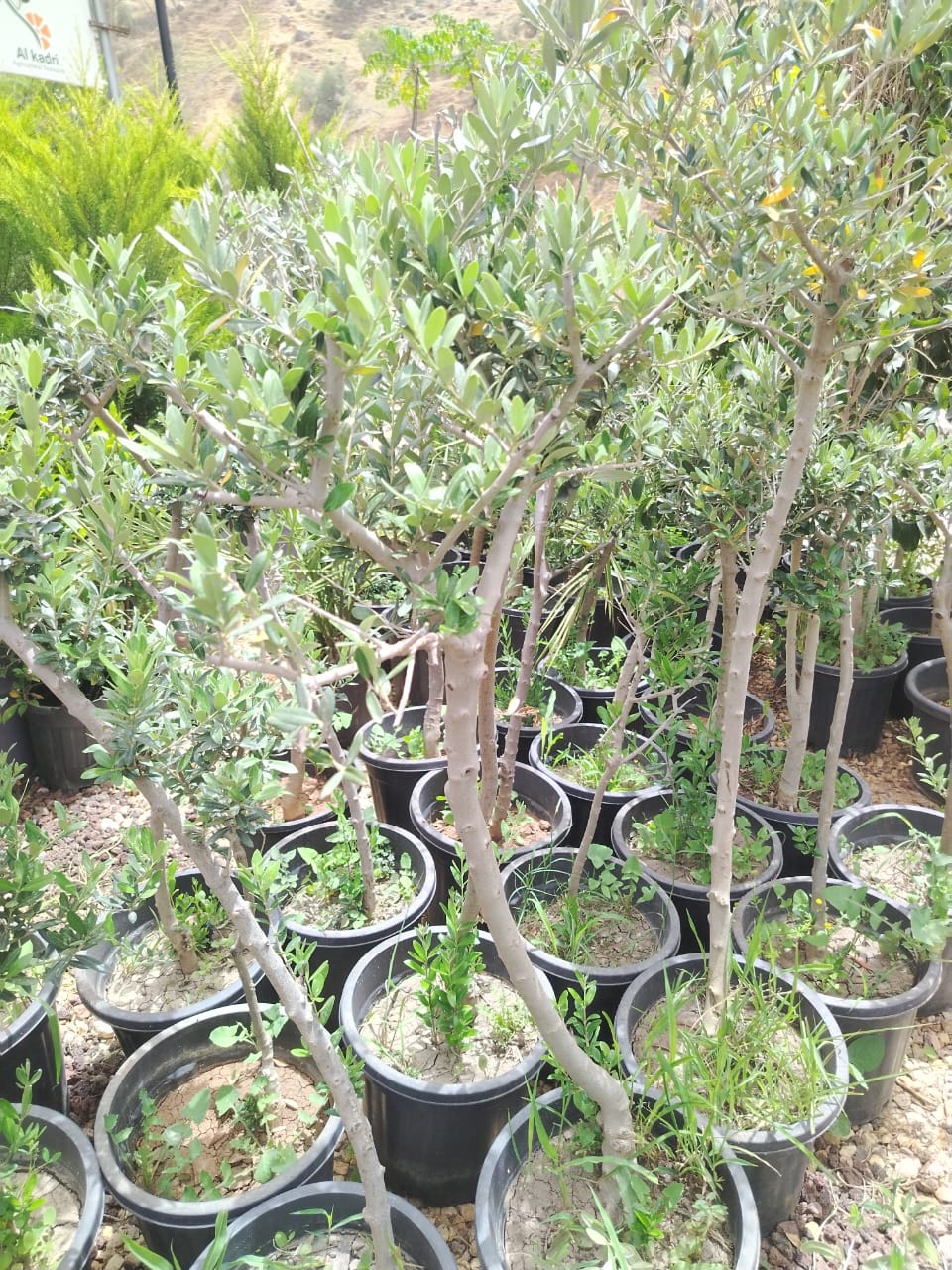 زيتون نبالي محسن  Olea europaea Nabali